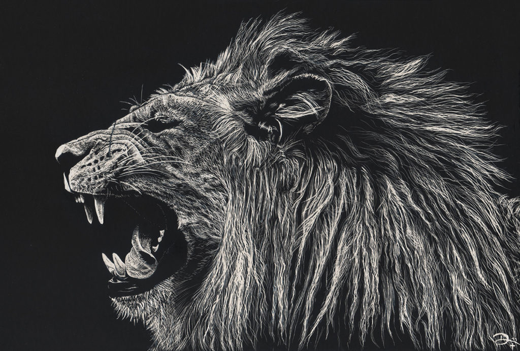 Scratchboard lion - Löwe - reference photo by Sooper Photography on deviantart